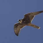 Lanner Falcon