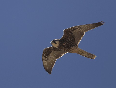 Lanner Falcon