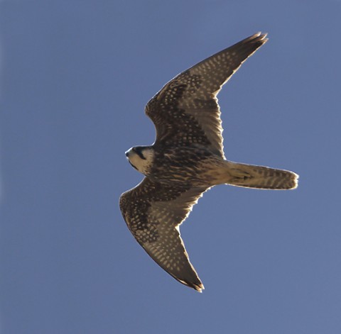 Lanner Falcon