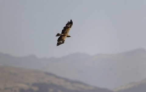 Tawny Eagle