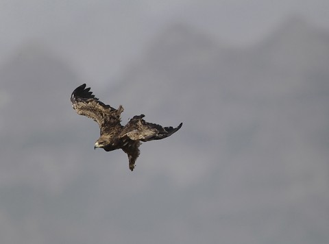 Tawny Eagle