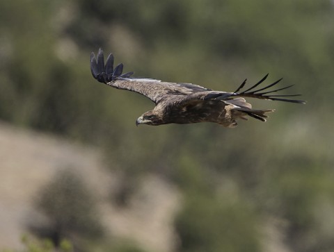 Tawny Eagle