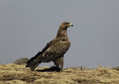 Tawny Eagle