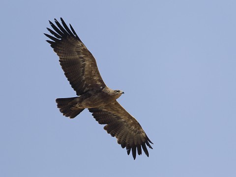 Tawny Eagle