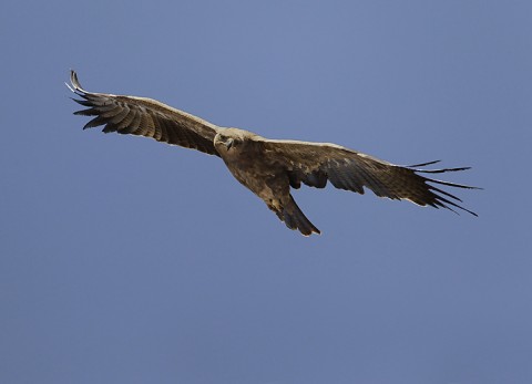 Tawny Eagle