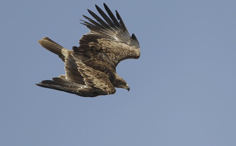 Tawny Eagle