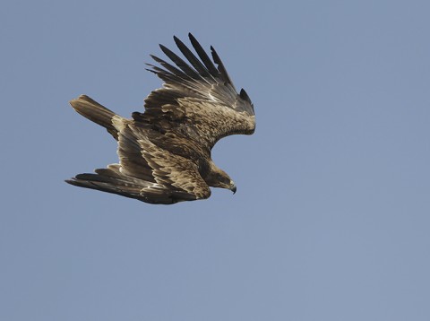 Tawny Eagle