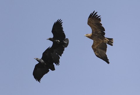 Tawny Eagle