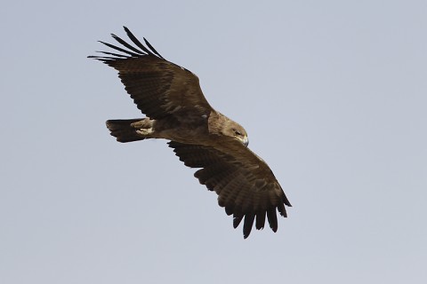 Tawny Eagle