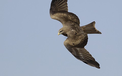 Yellow-billed Kite