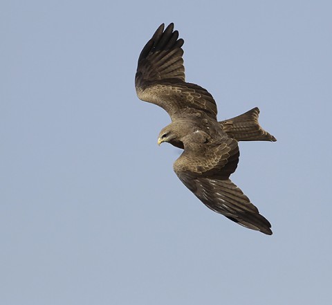 Yellow-billed Kite