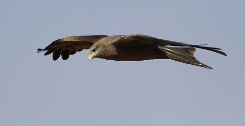 Yellow-billed Kite