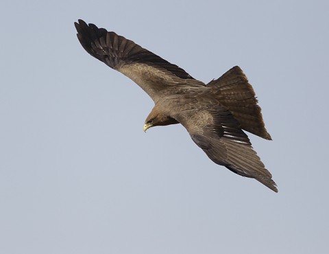 Yellow-billed Kite