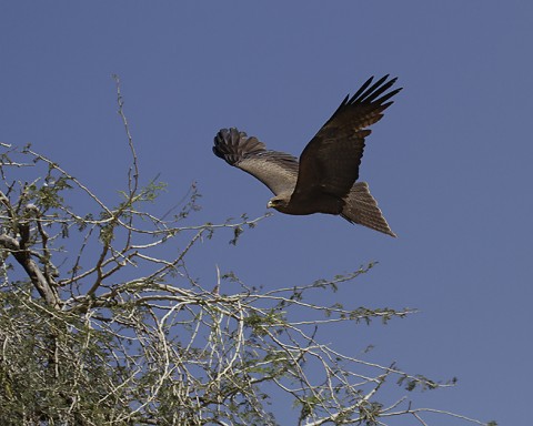 Yellow-billed Kite