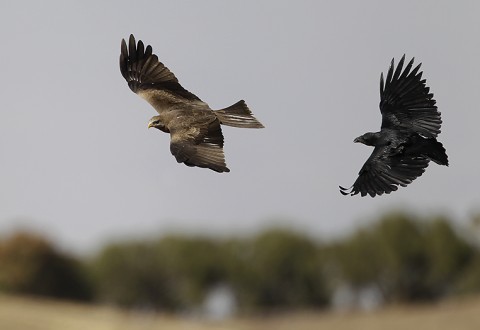 Yellow-billed Kite