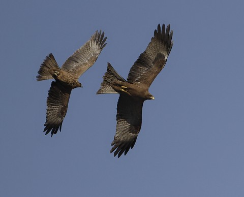 Yellow-billed Kite