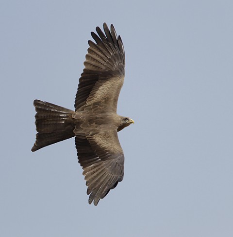 Yellow-billed Kite