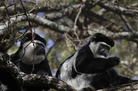 BlackWhiteColobus