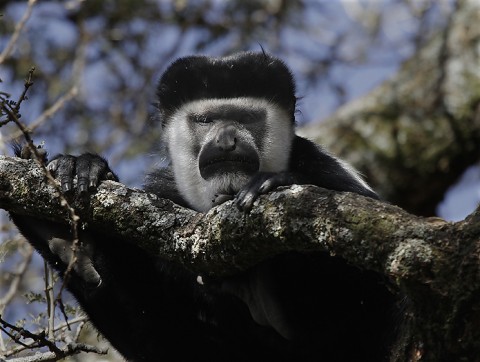 BlackWhiteColobus