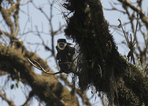 BlackWhiteColobus