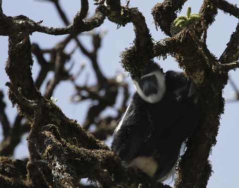 BlackWhiteColobus