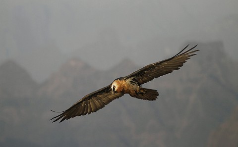 Bearded Vulture