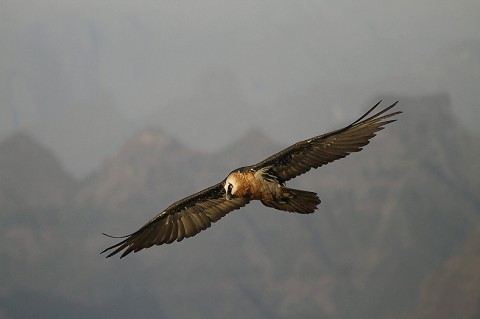 Bearded Vulture