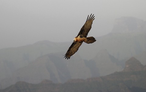 Bearded Vulture