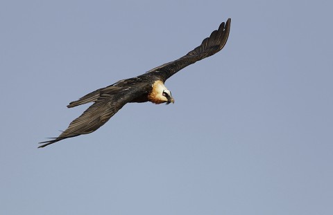 Bearded Vulture