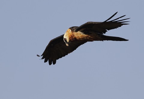 Bearded Vulture