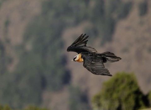 Bearded Vulture