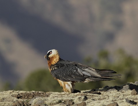 Bearded Vulture