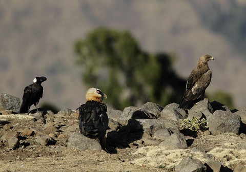 Bearded Vulture