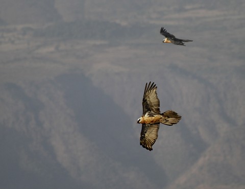 Bearded Vulture