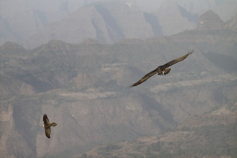 Bearded Vulture