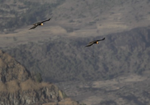 Bearded Vulture