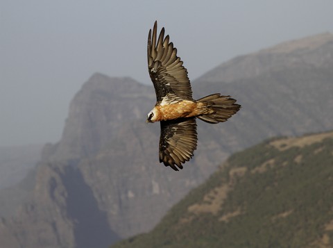 Bearded Vulture