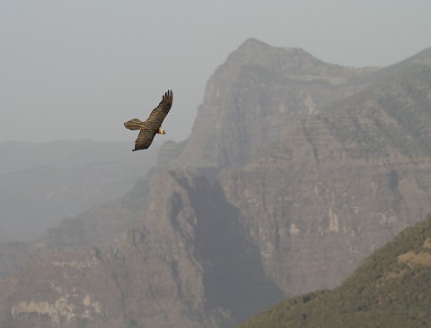 Bearded Vulture