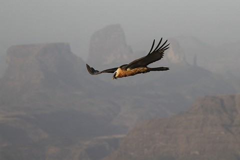 Bearded Vulture