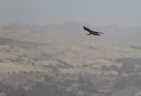 Bearded Vulture