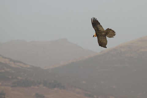 Bearded Vulture