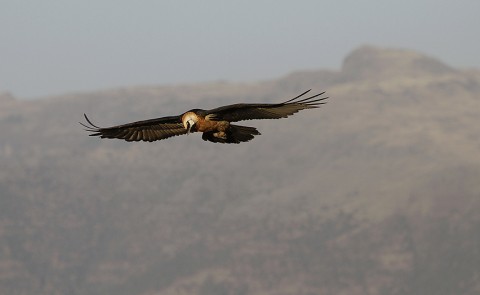 Bearded Vulture