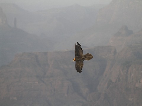 Bearded Vulture