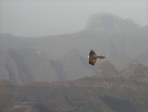 Bearded Vulture