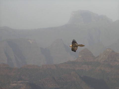 Bearded Vulture