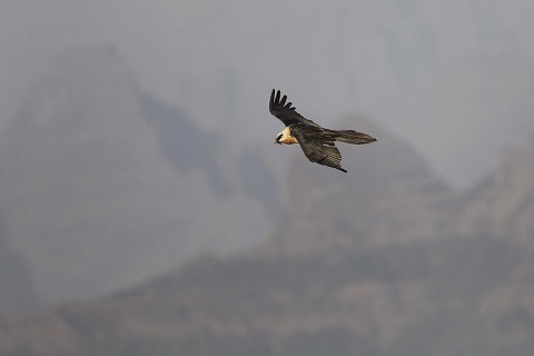 Bearded Vulture