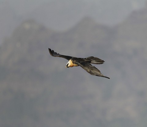 Bearded Vulture