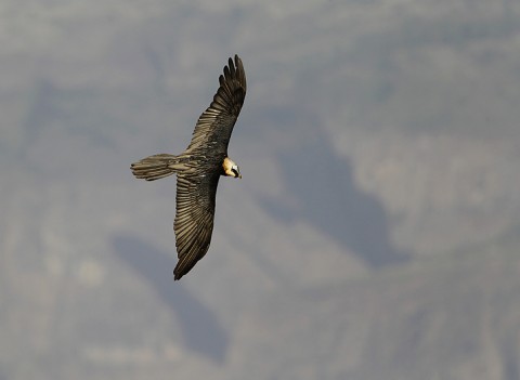 Bearded Vulture