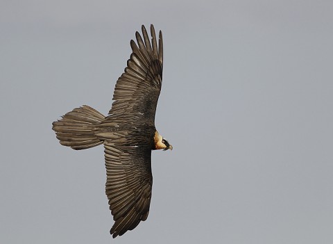 Bearded Vulture