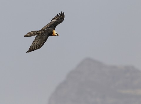 Bearded Vulture